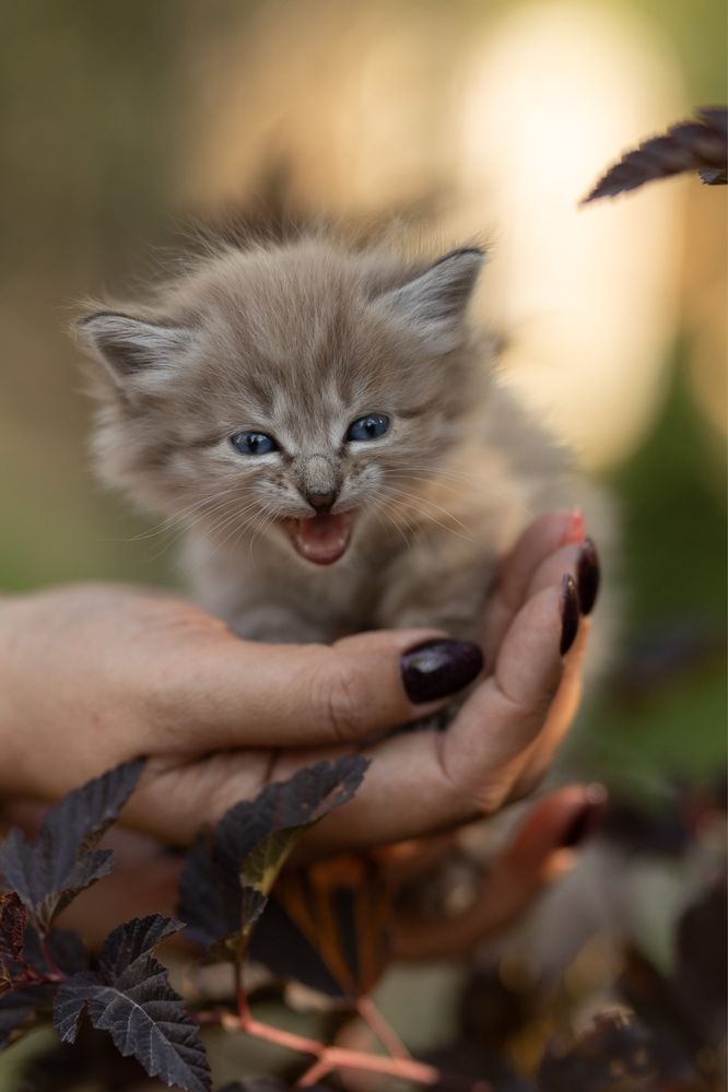 Котята в поиске дома