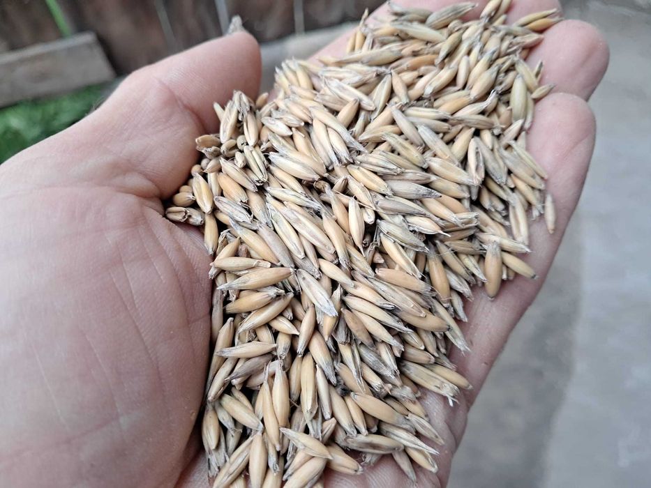 Vand ovaz productie 2025