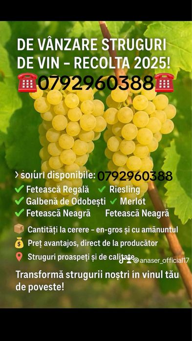 Struguri de vin