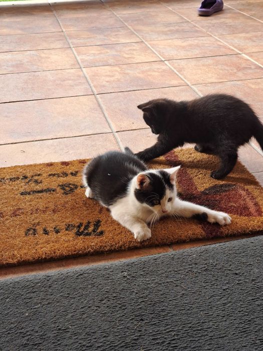 Pisici, donez pisici