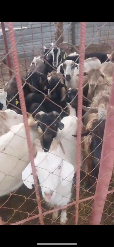Продаи ешки, коз, козы, ешкі, ешкілер, козел