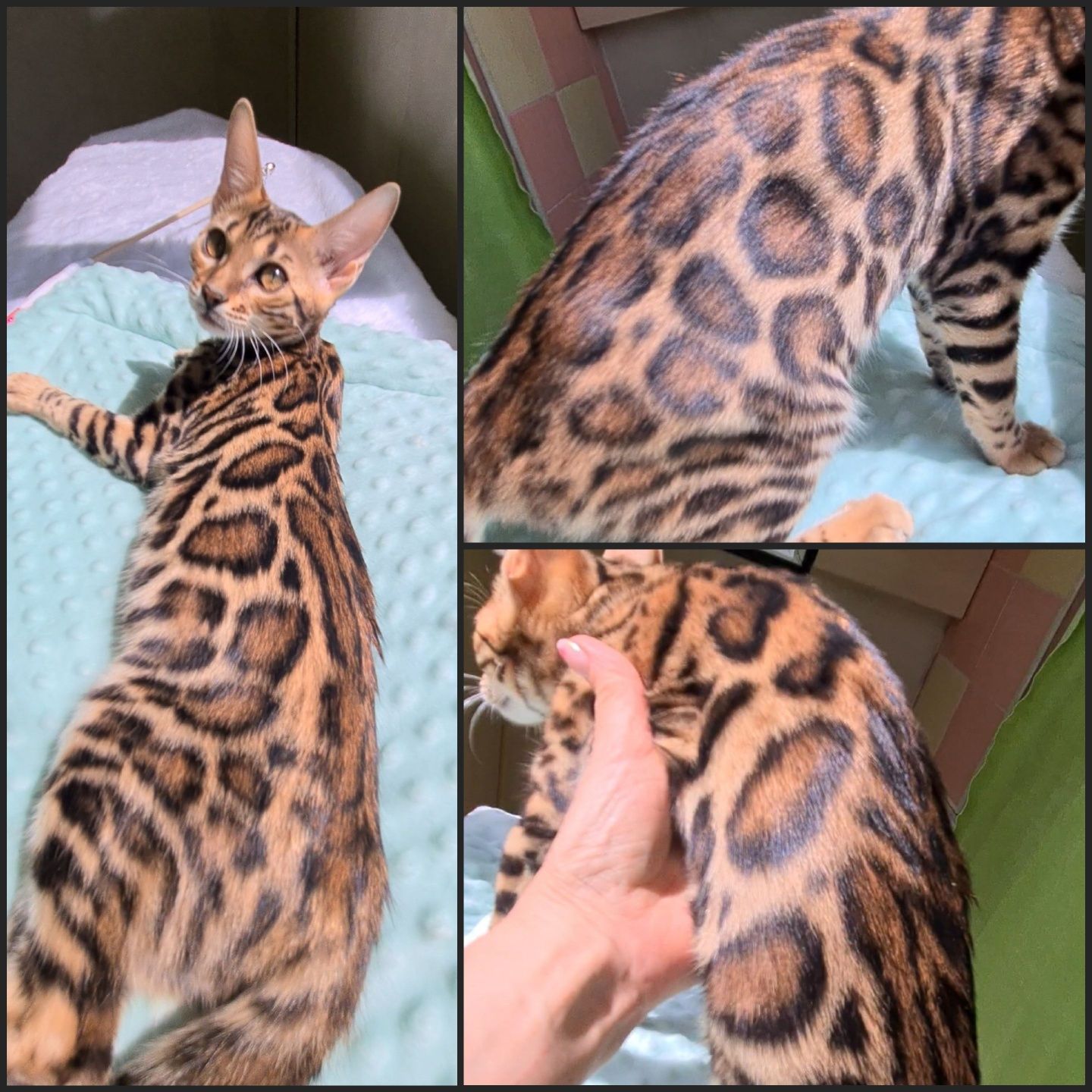 Бенгалы шоу класса под резерв!