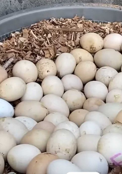 Уй товуқлари, тухумлари, эчки қурт ва бошқа махсулотлари