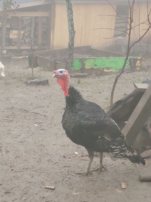 Vand curci ,curcani,rate indiene alergatoare