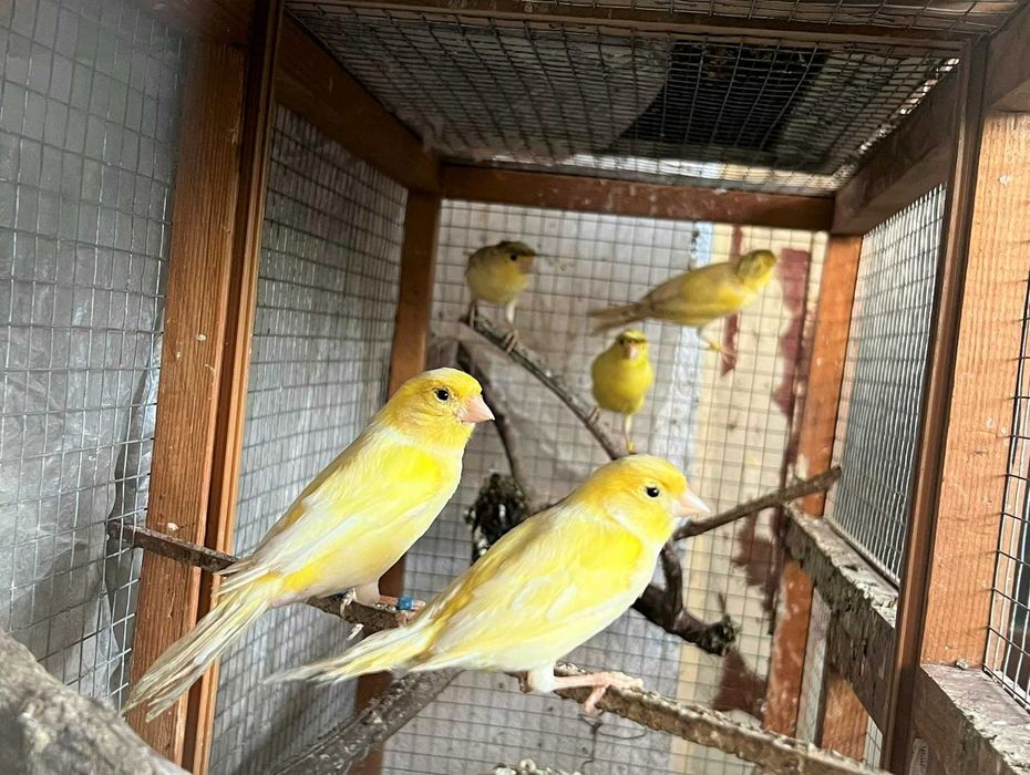 Продавам мъжки и женски канарчета