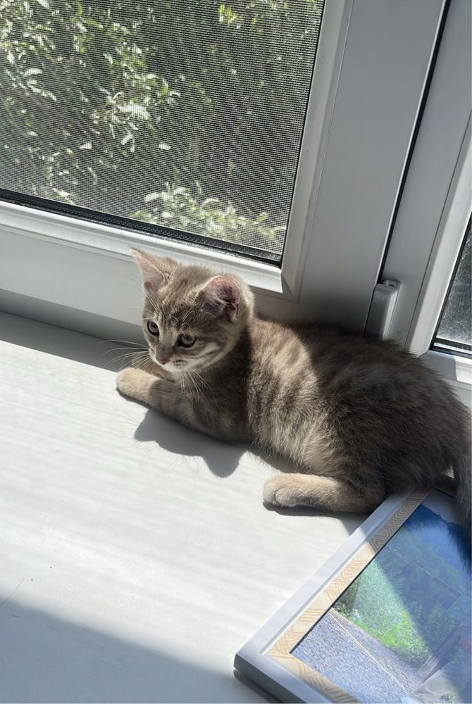 Отдам котят бесплатно