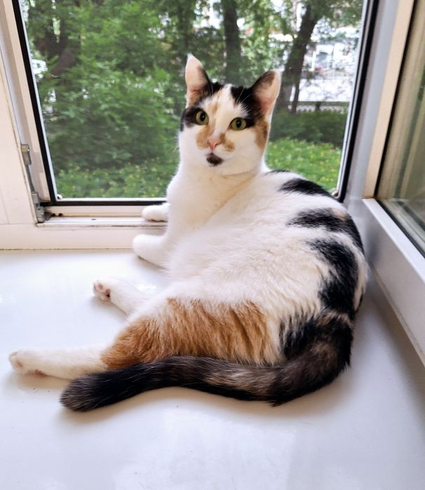 Белоснежная красавица Бусинка.Стерелизована.