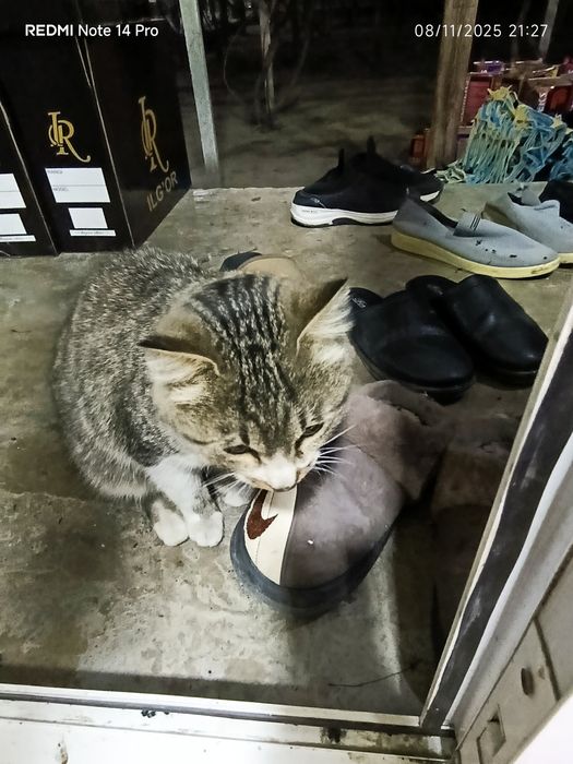 Zor Mushuk oganlar darmonda omaganlar armonda