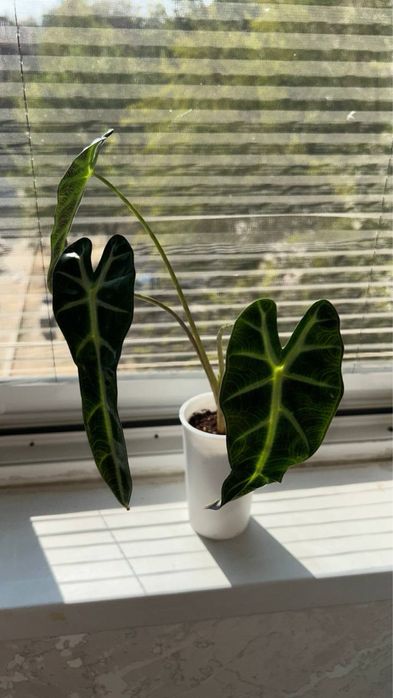 Алоказия Bambino