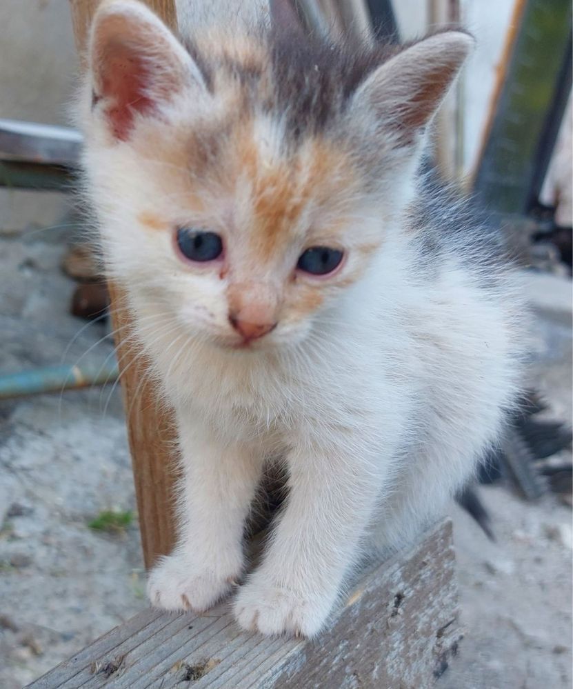 Подаряваме коте Спешно
