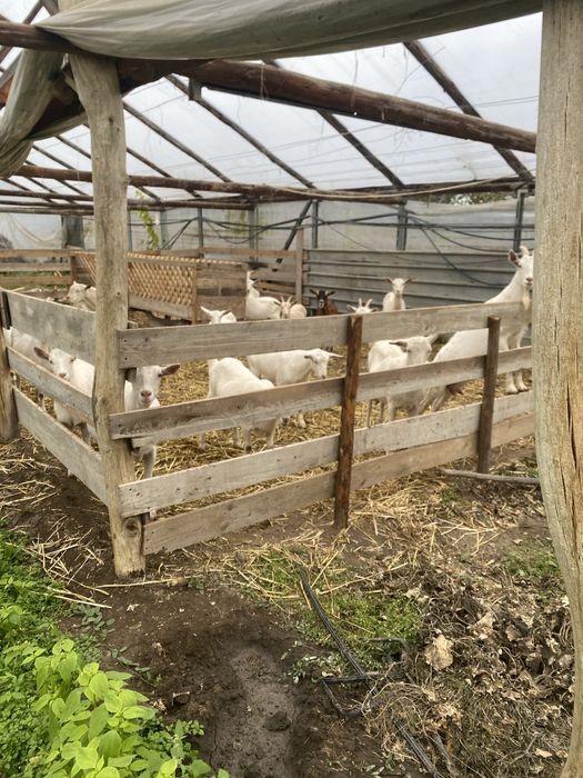 Vand capre sannen rasa pura