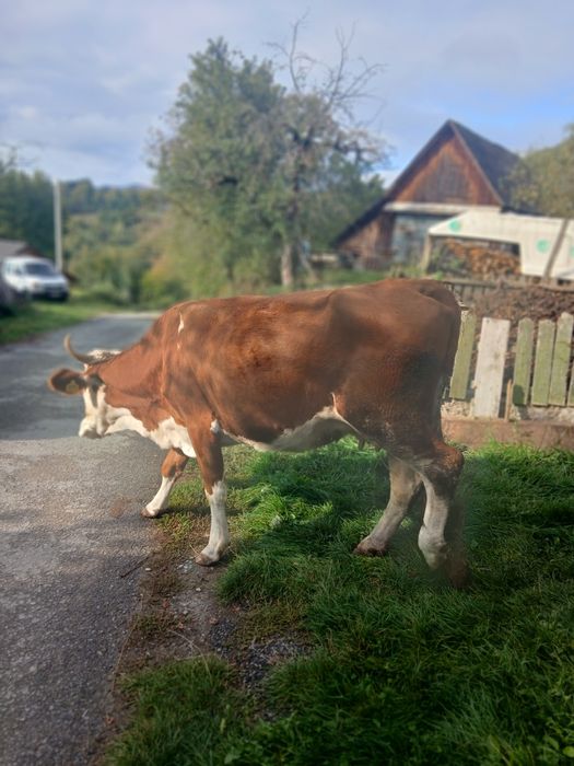 Vacă de vânzare.