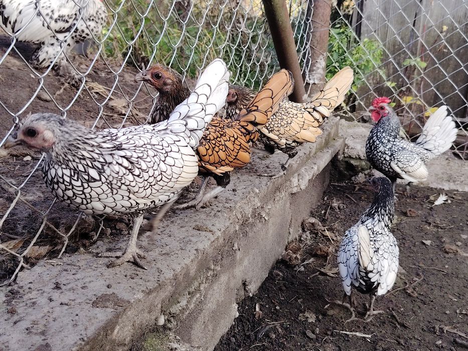 Vând găini sebright