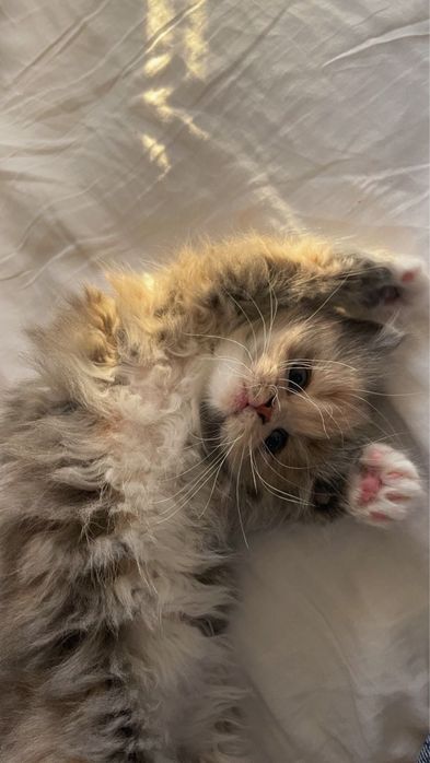 Няня для котов / передержка и выезд