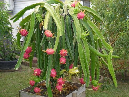 Vand arbore de cafea si cactusi opuntia, aloe vera, pitaya, in ghivece