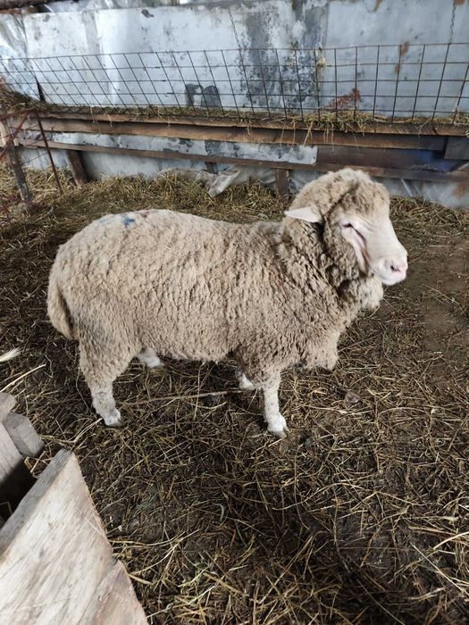 Berbec merinos de vânzare