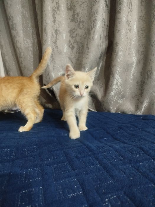 отдам котят в хорошие руки