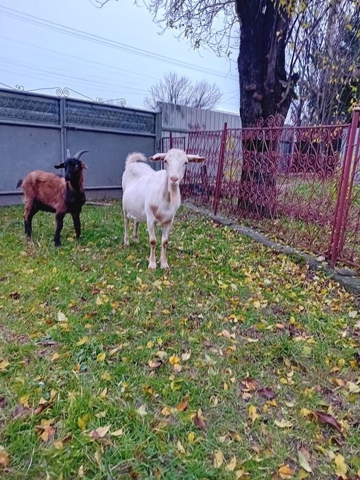 Capre sannen gestante