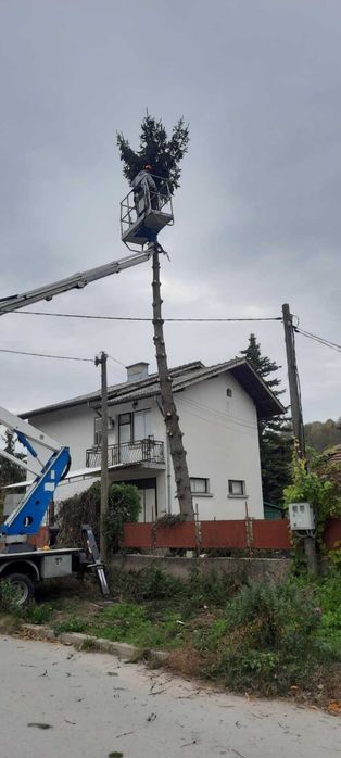 Рязане на опасни дървета