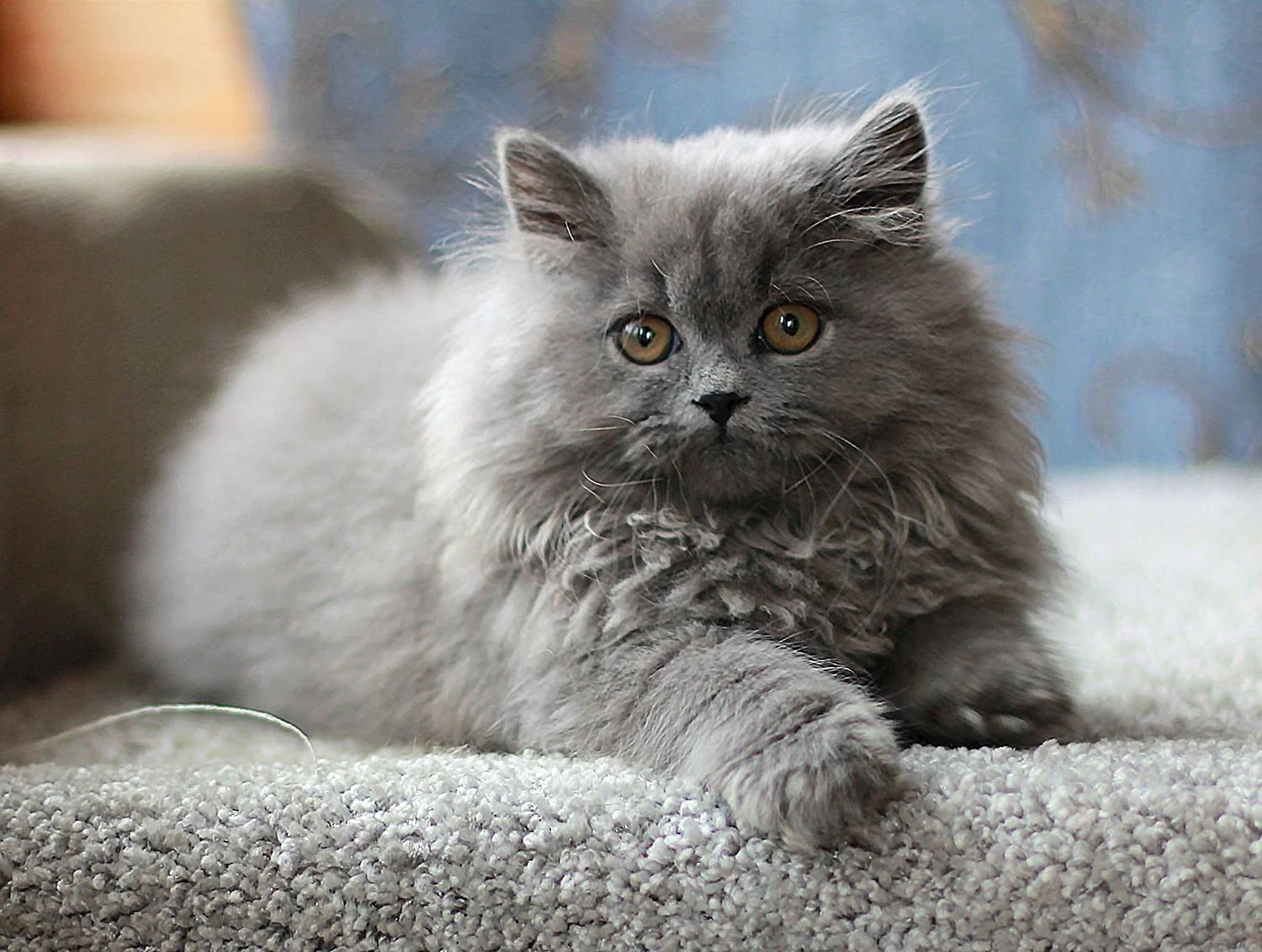 Продаются котята скотиш фолд и скотиш страйт