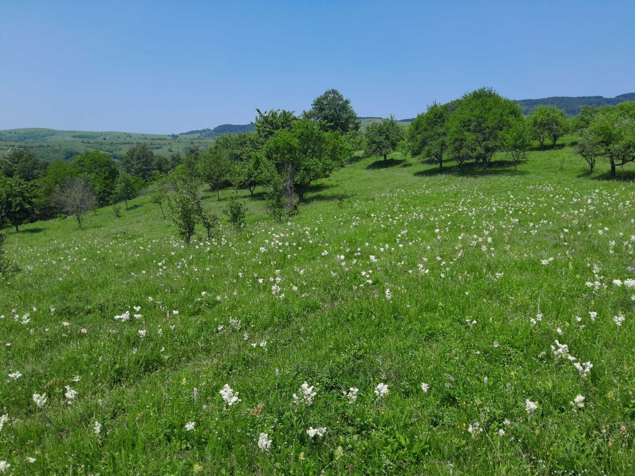 Vând casă bătrânească de piatră cu beci și teren 3.6 ha cu livadă