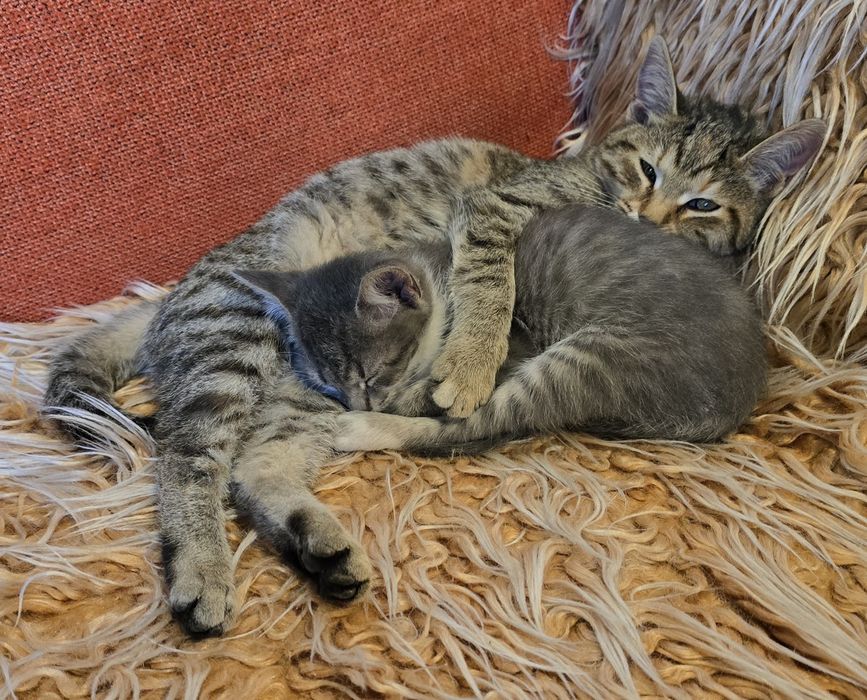 Котетата са Сиво-сребристи със сини очи и Тигрови със златисти очи!