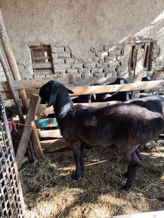 Qo'chqorlar sotiladi  Куй сотилади