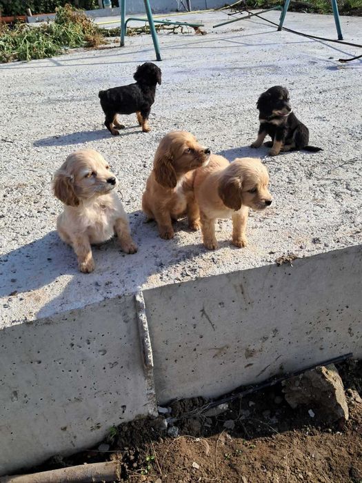 Американски Кокерчета