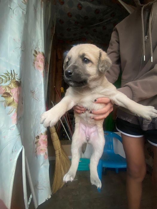 Отдам щенят в добрые и заботливые руки