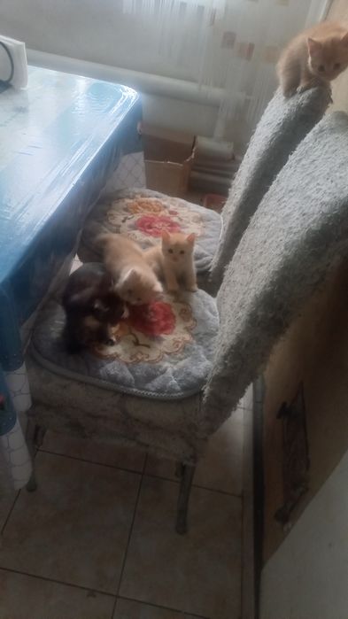 Отдам котят в заботливые руки