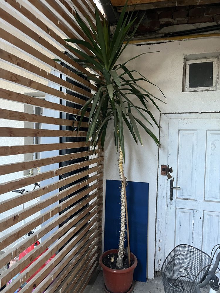 Vand planta decorativa Yucca