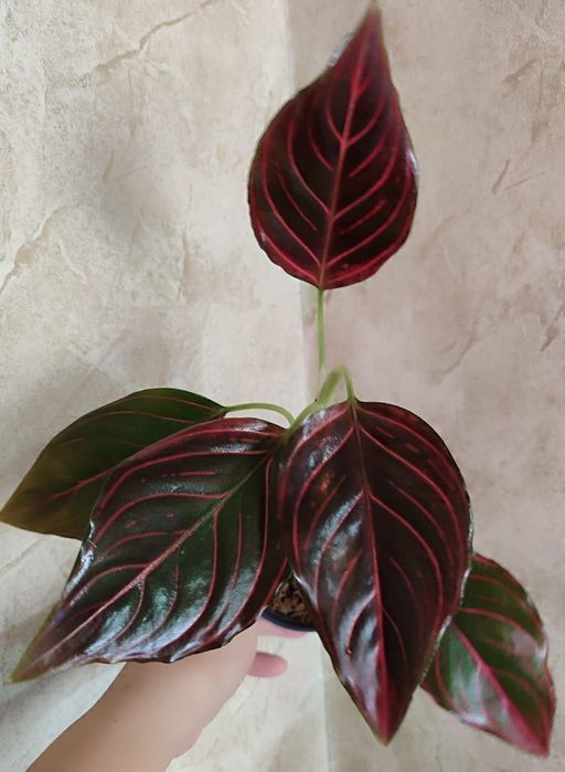 Аглаонема разных сортов