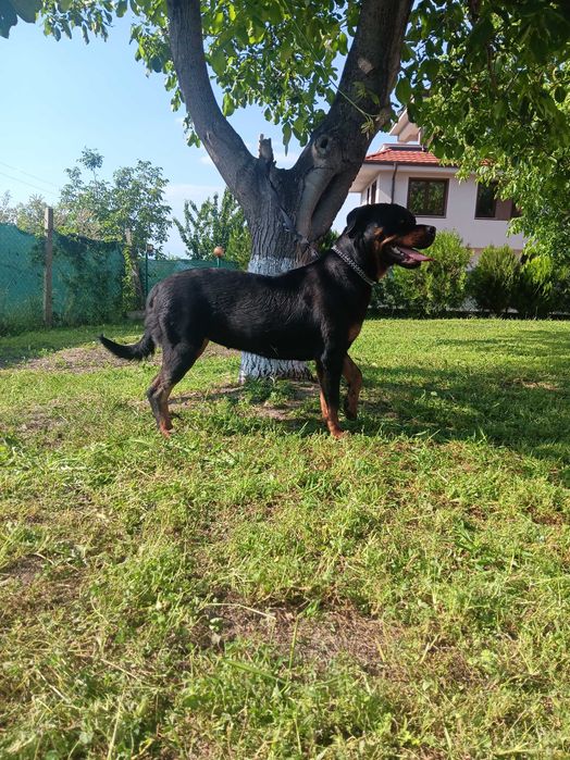 Елитен женски ротвайлер