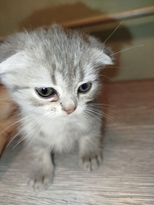 Scottish fold sotiladi shirintoy shox mushukcha onasi Scottish fold