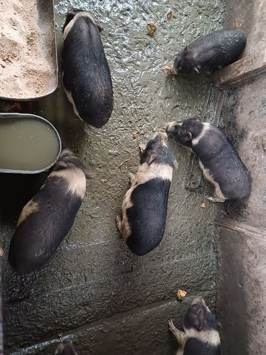 Виетнамски прасета