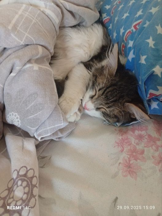 Отдается в хорошие руки котенок