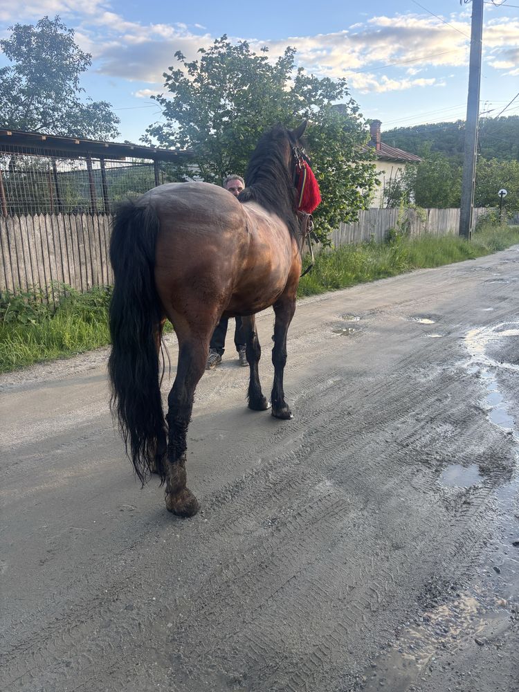 Iapa crescută în propria gospodarie