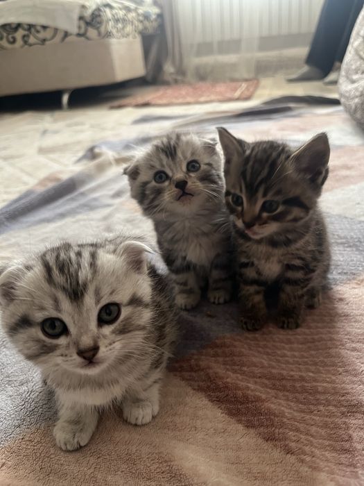 котенок вислоухий