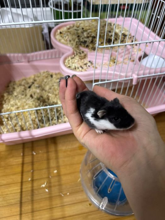 Hamster pitic roborovski plus cusca si accesorii. Pachet complet .