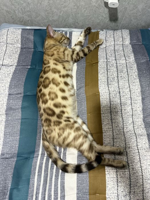 Бенгал мушукчалар тоза зотли