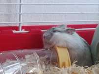 Schimb hamster pitic cu peruș