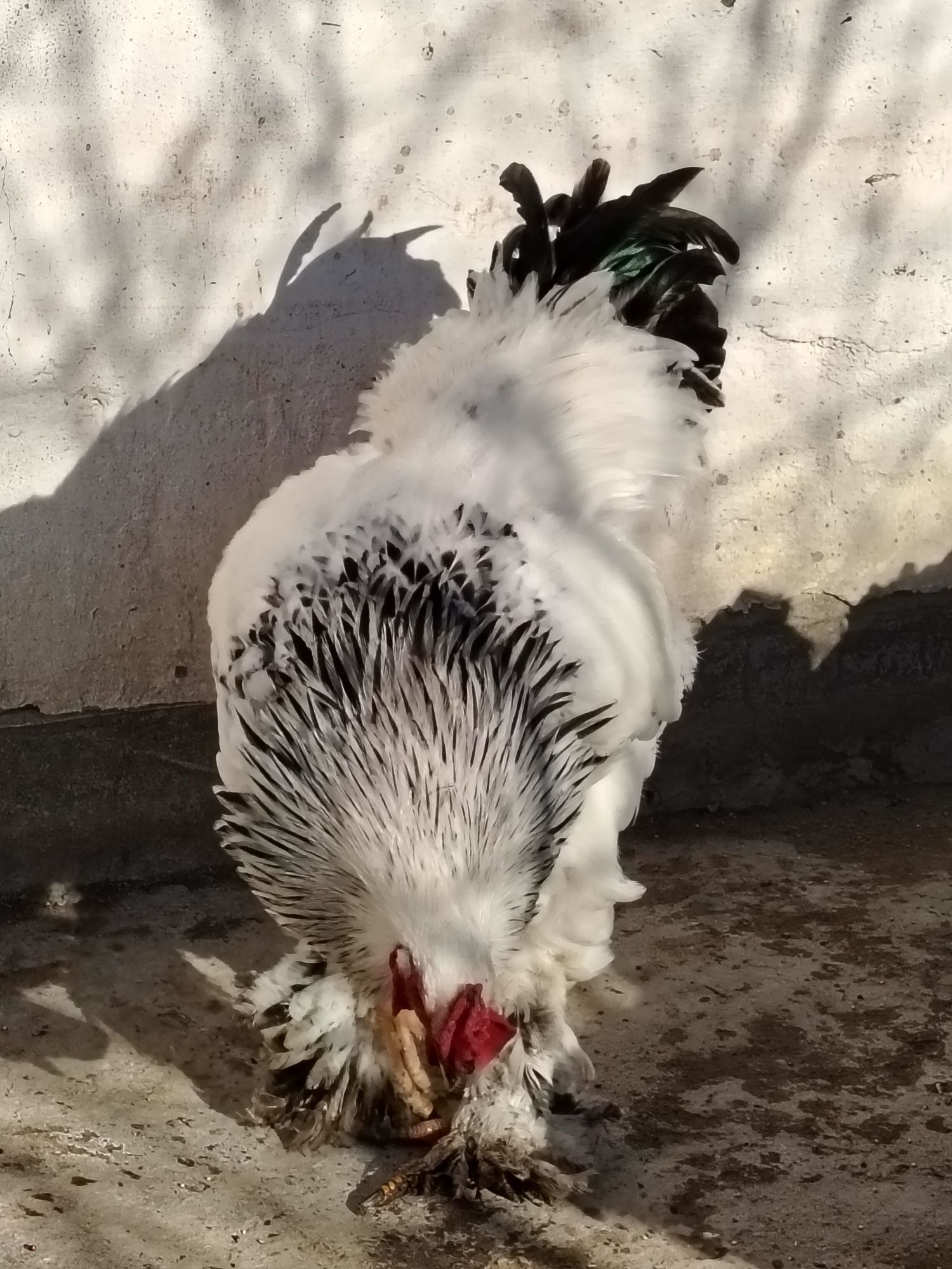 Qora shaxzoda, Brama tuxumlari sotiladi