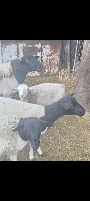 Oi rasa  Dorper , Capre Alpine