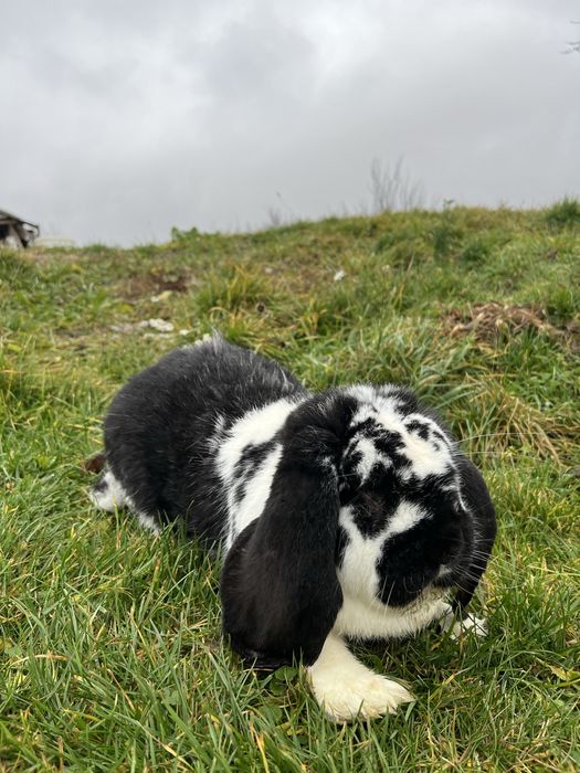 Vand iepure berbec german