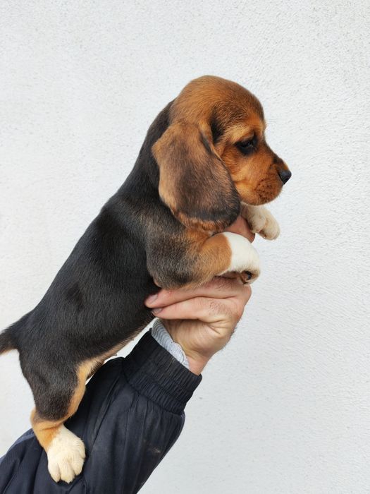 Puiuț beagle rasa pura