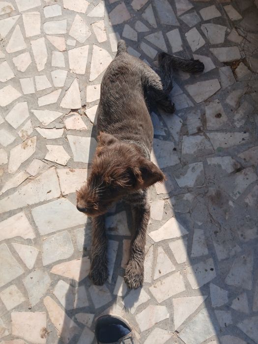 Кучук сотилади. 4 ойлик