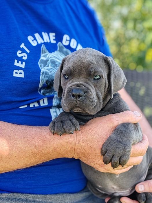 Cane corso disponibile cu pedigree