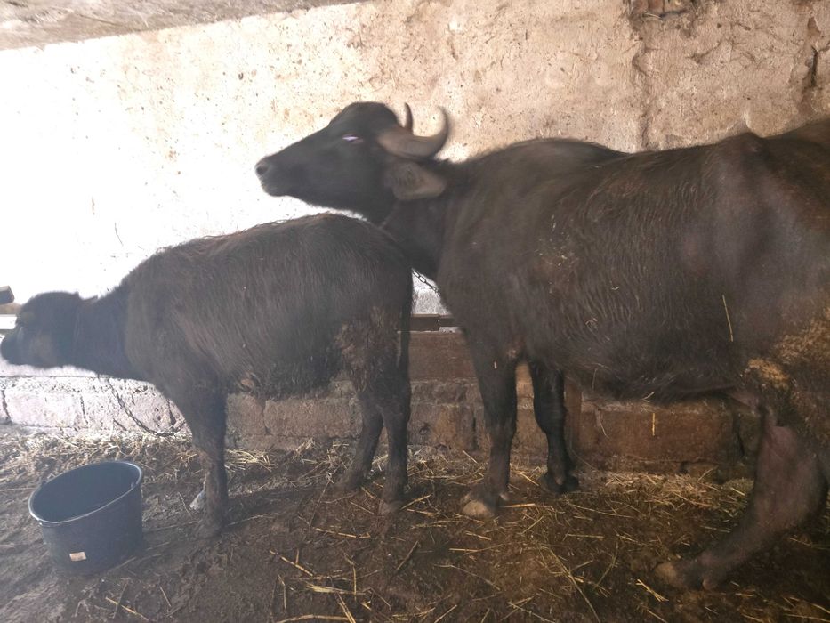 Свободни биволици