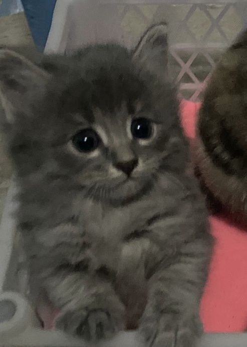 Отдам в хорошие руки кошку