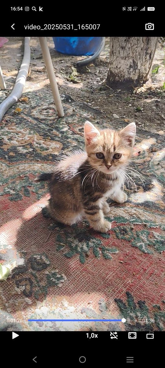 Котята девочки .